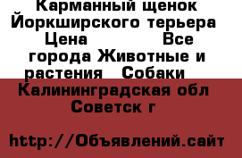 Карманный щенок Йоркширского терьера › Цена ­ 30 000 - Все города Животные и растения » Собаки   . Калининградская обл.,Советск г.